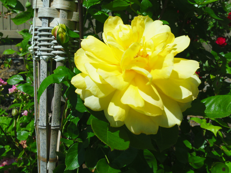 Illustration for article titled A rose by any other name. . .